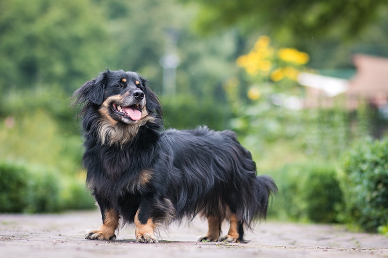Border Collie Dachshund Mix: The Ultimate Guide