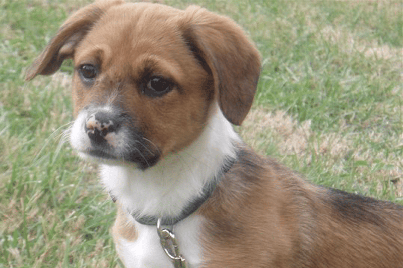 Boxer Jack Russell Mix: The Ultimate Guide
