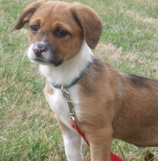 Boxer Jack Russell Mix