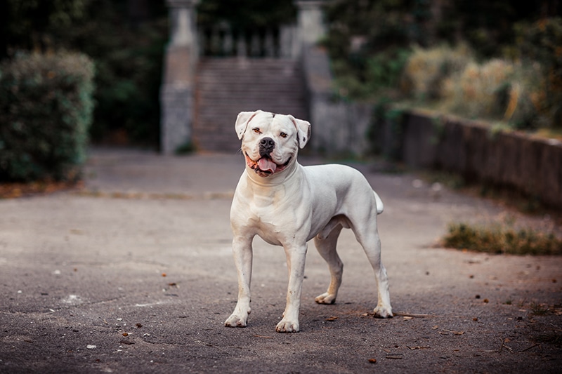 can a american bulldog live in united kingdom