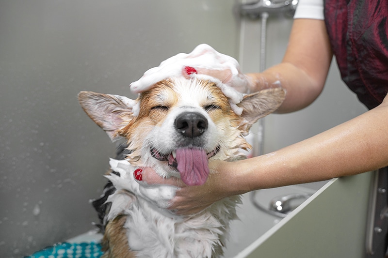 Best Puppy Shampoos