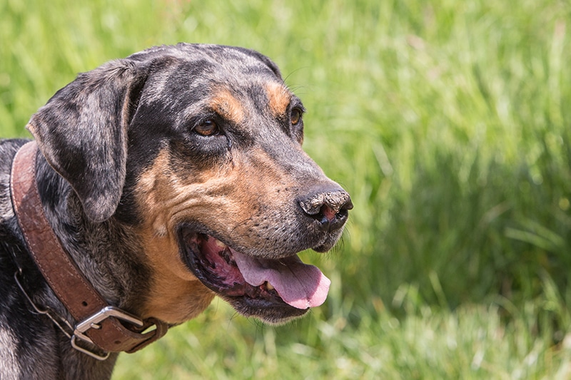 Catahoula Rottweiler Mix: The Ultimate Guide