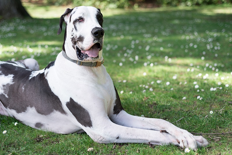 Do Great Danes Shed? (Everything You Need to Know)