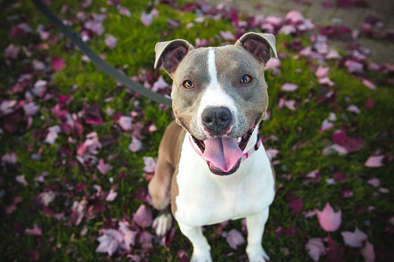 Do Pitbulls Shed? (Everything You Need to Know)