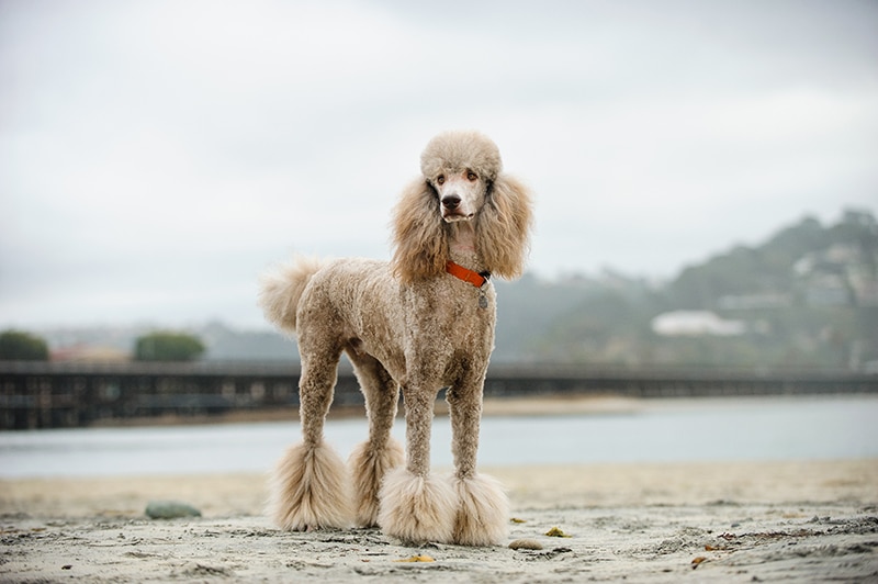 Do Poodles Shed? (Everything You Need to Know)