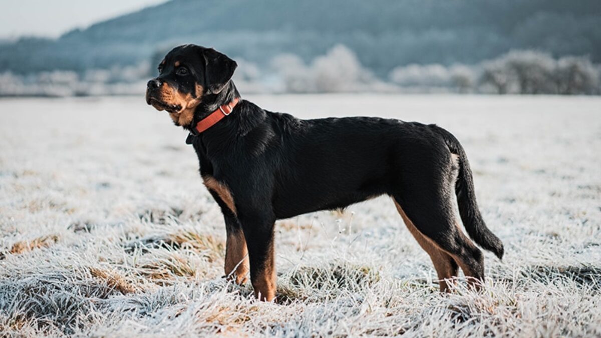 Do Rottweilers Shed? (Everything You Need to Know) (2023) - MyK9Life