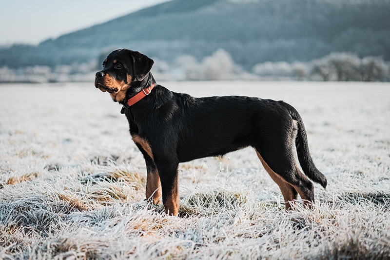 Rottweilers Shed