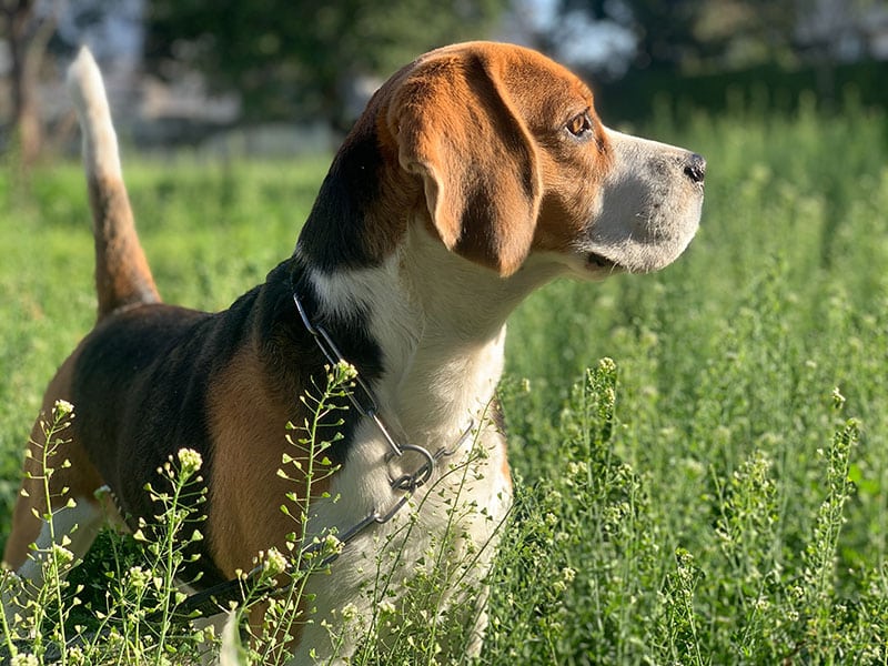 The History of the Beagle