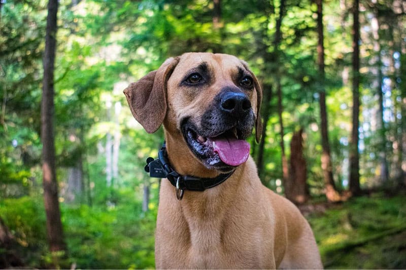 The History of the Black Mouth Cur