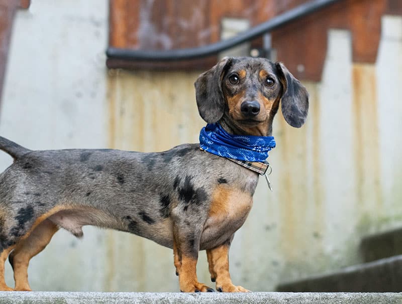 The History of the Dachshund