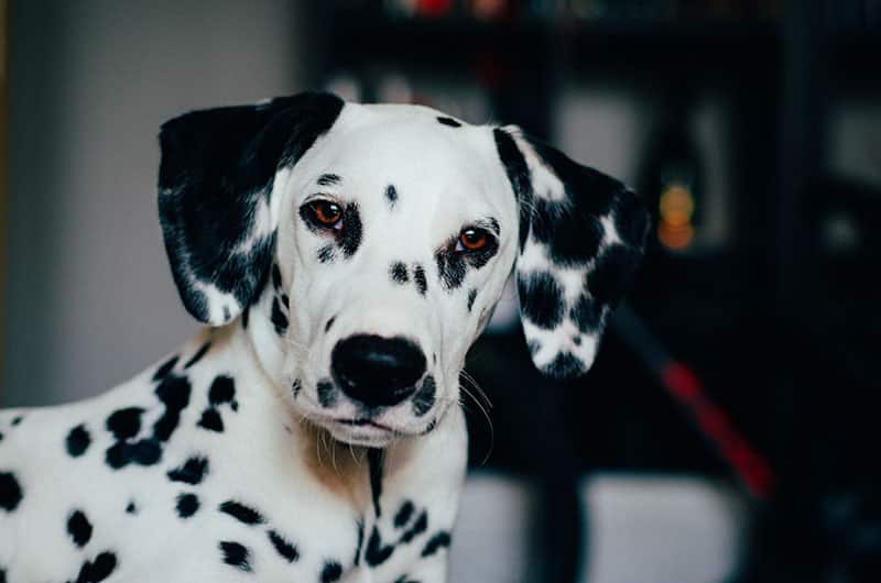 The History of the Dalmatian