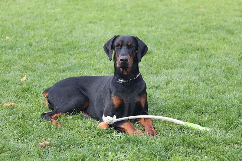 The History of the Doberman