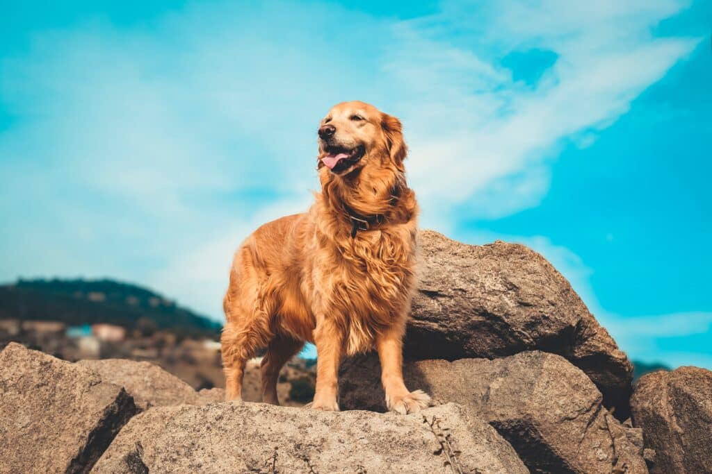 The History of the Golden Retriever