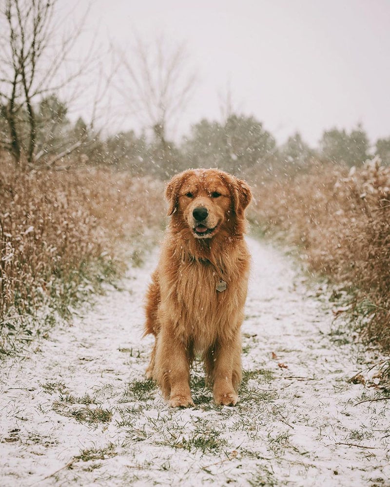 The History of the Golden Retriever