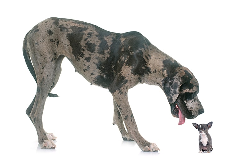 Great Dane Chihuahua Mix: The Ultimate Guide