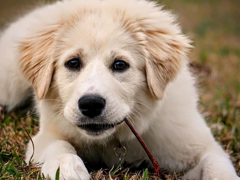 The History of the Great Pyrenees
