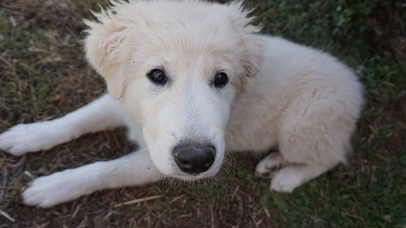 The History of the Great Pyrenees