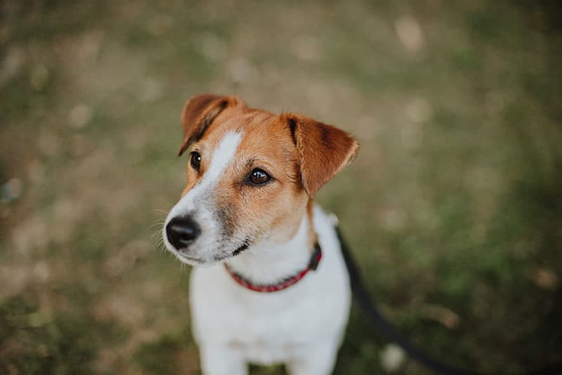 The History of the Jack Russell