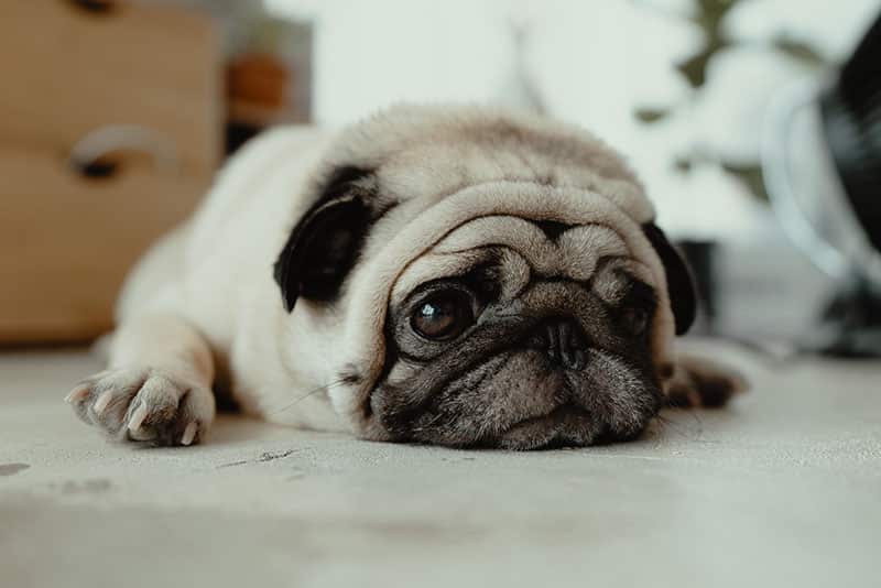 The History of the Pug