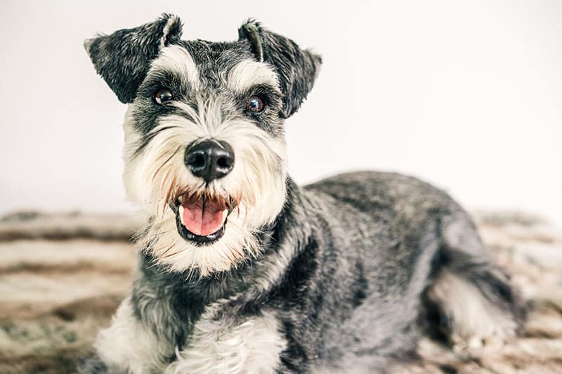 The History of the Schnauzer