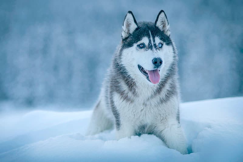 The History of the Husky