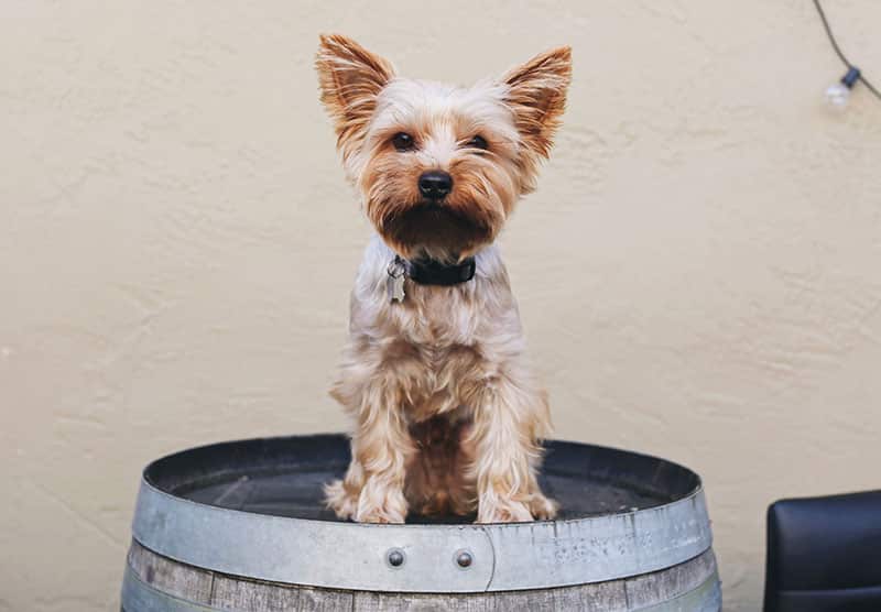 The History of the Yorkie