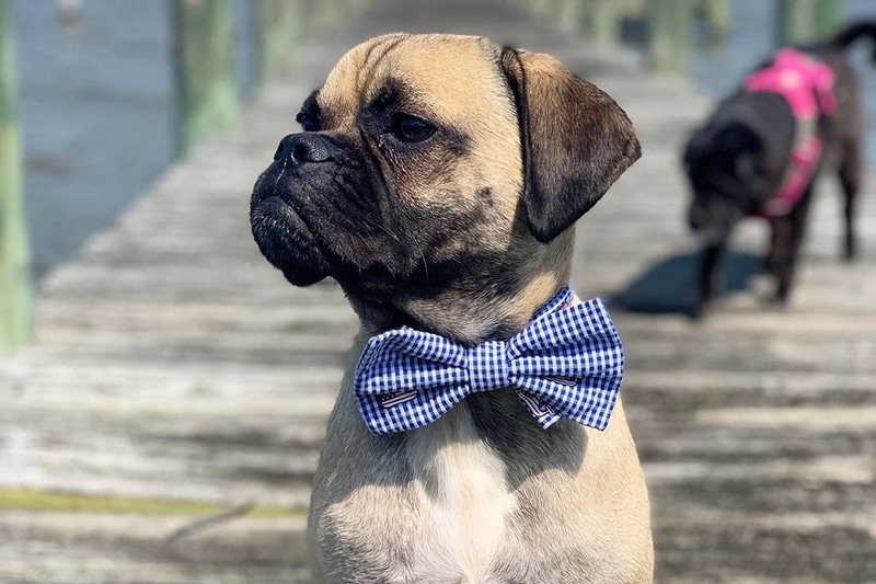 Boxer Pug Mix (Poxer): The Ultimate Guide
