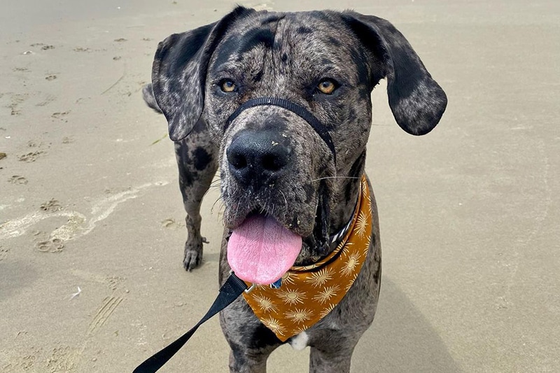 Cane Corso Great Dane Mix: The Ultimate Guide