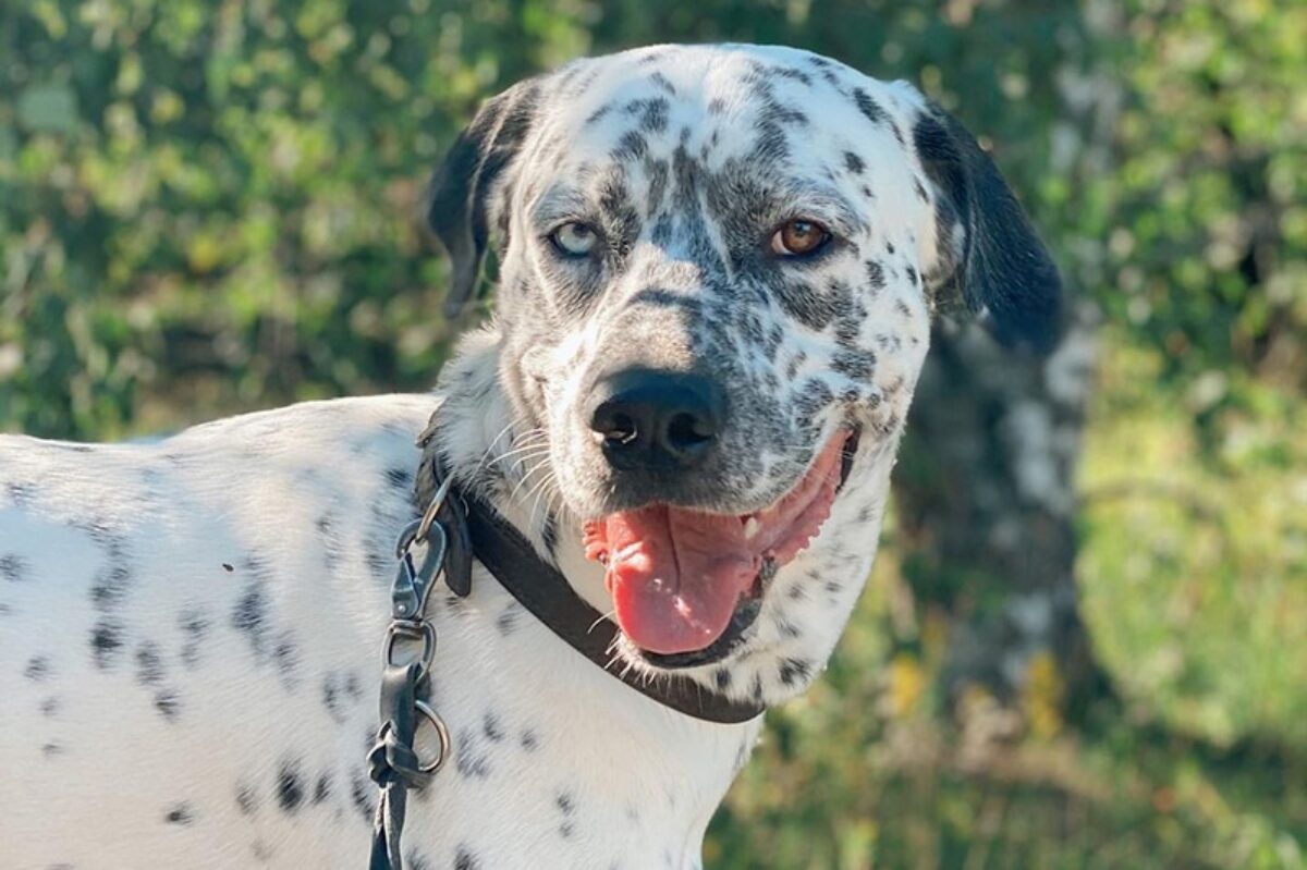 Dalmatian husky