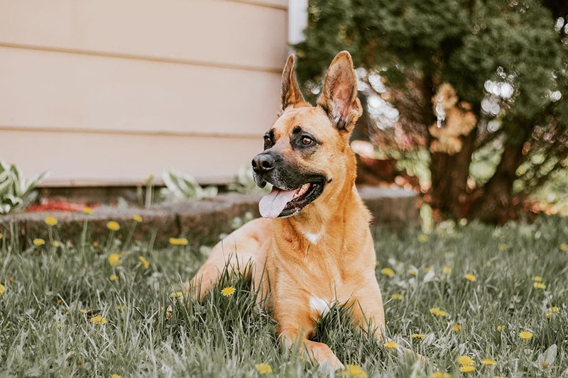 German Shepherd Boxer Mix: The Ultimate Guide