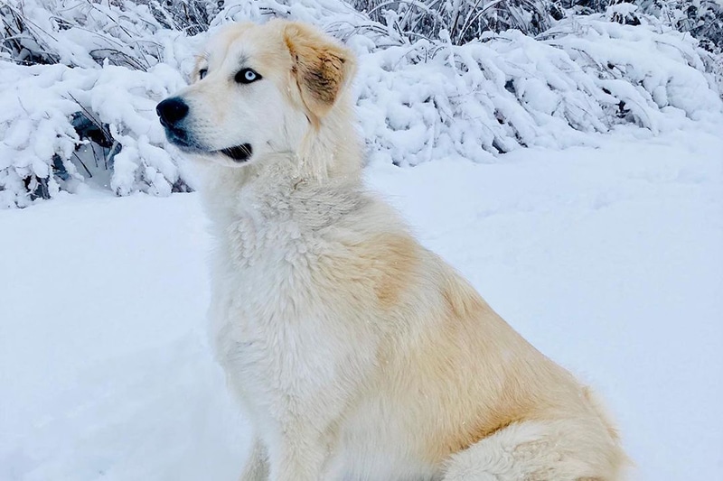 Great Pyrenees Husky Mix: The Ultimate Guide