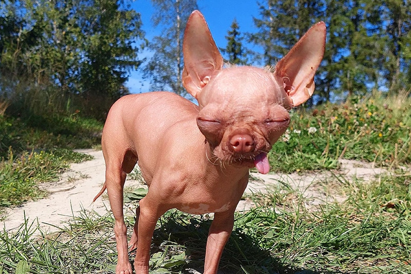 Hairless Chihuahua: The Ultimate Guide