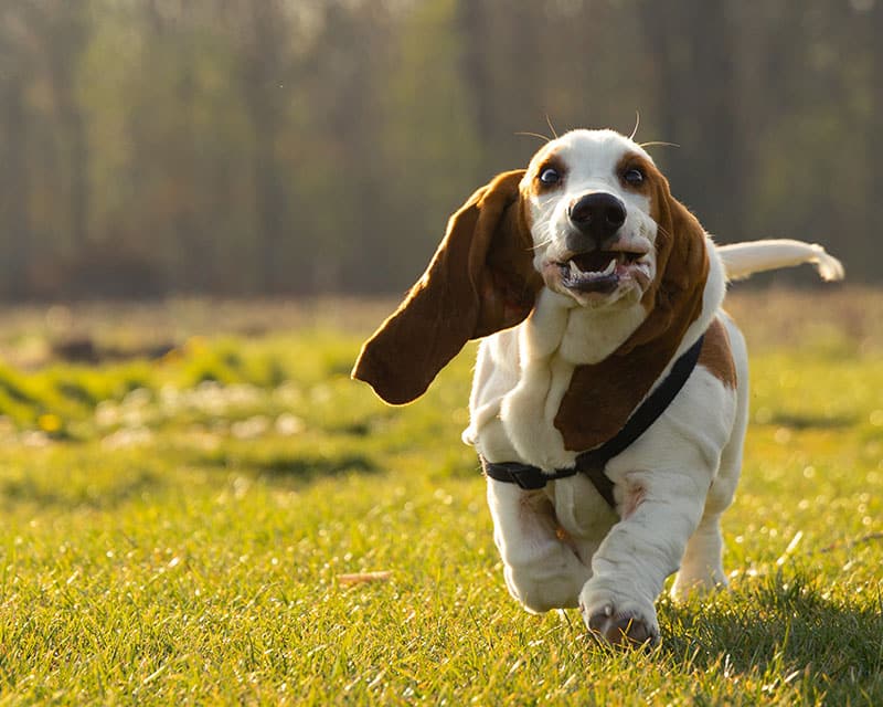 The History of the Basset Hound
