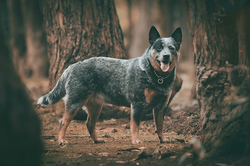 The History of the Blue Heeler