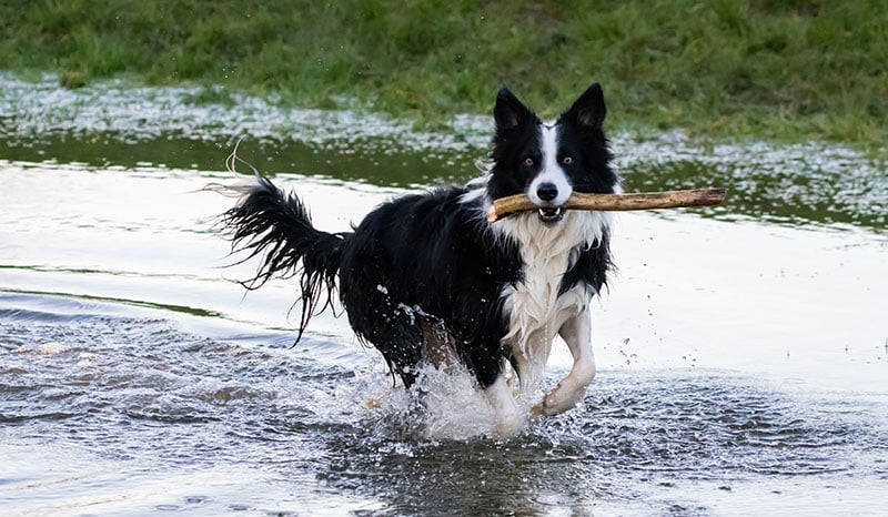 The History of the Border Collie