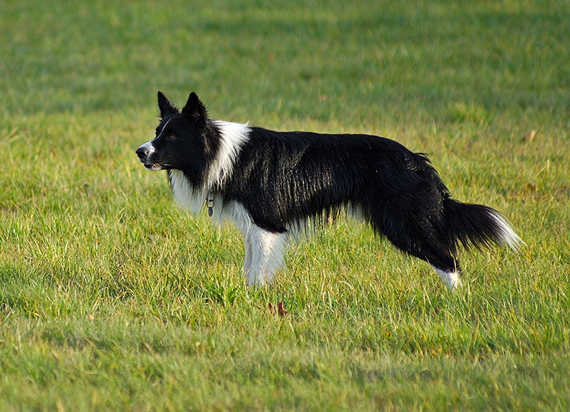 The History of the Border Collie