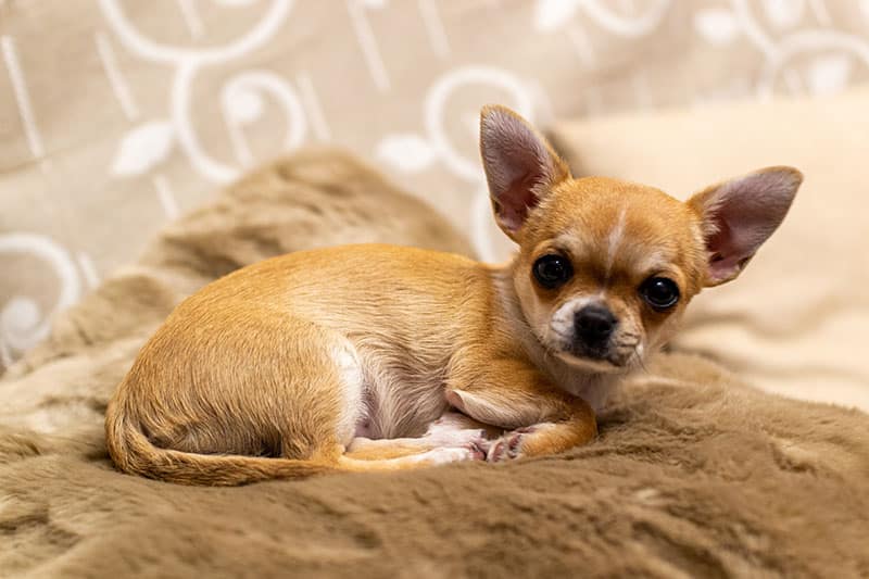 The History of the Chihuahua