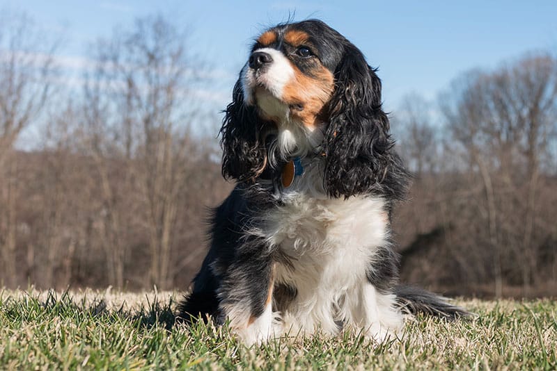 The History of the Cocker Spaniel