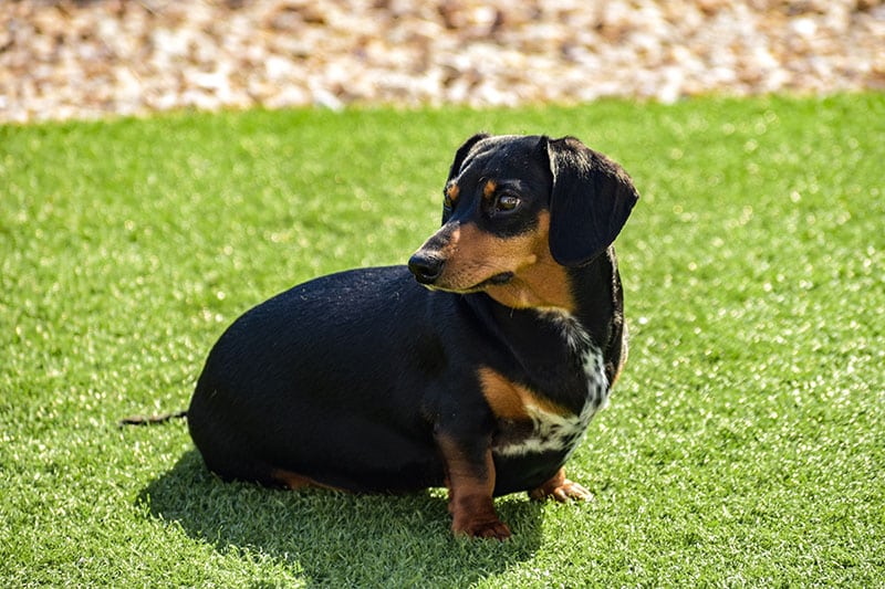 The History of the Dachshund