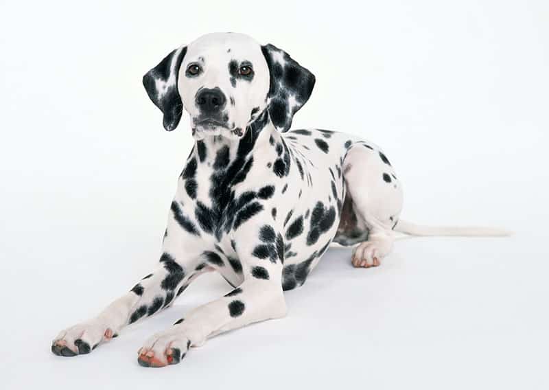 The History of the Dalmatian