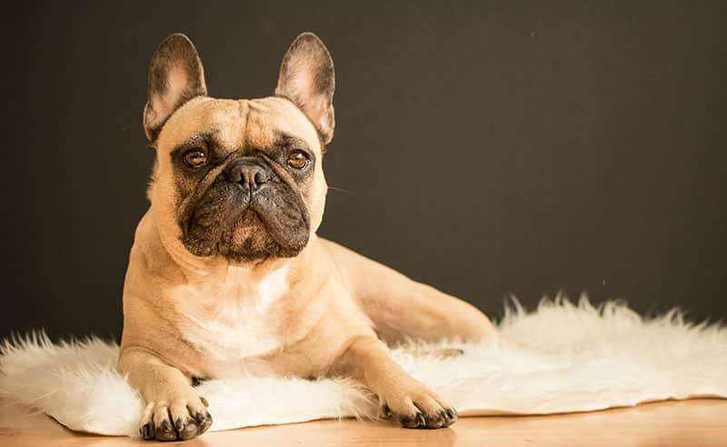 The History of the French Bulldog