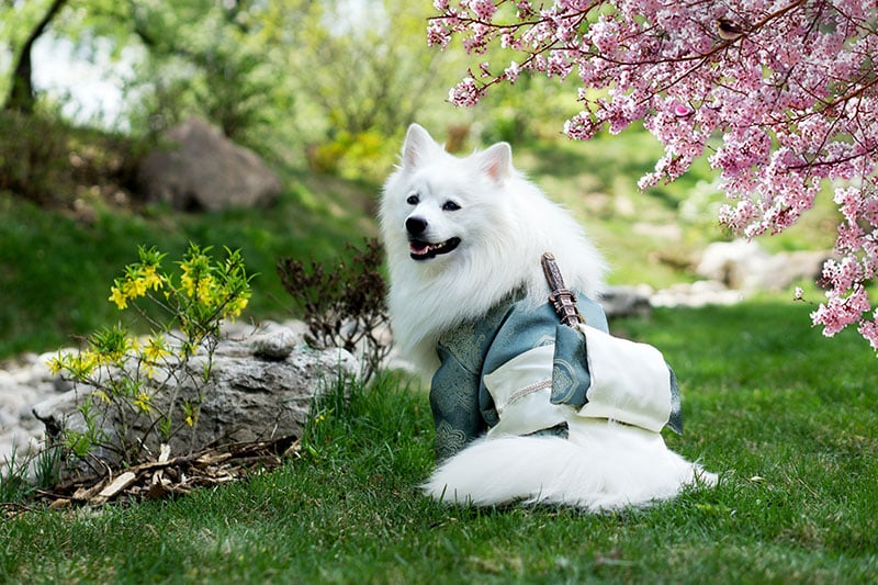 The History of the Japanese Spitz