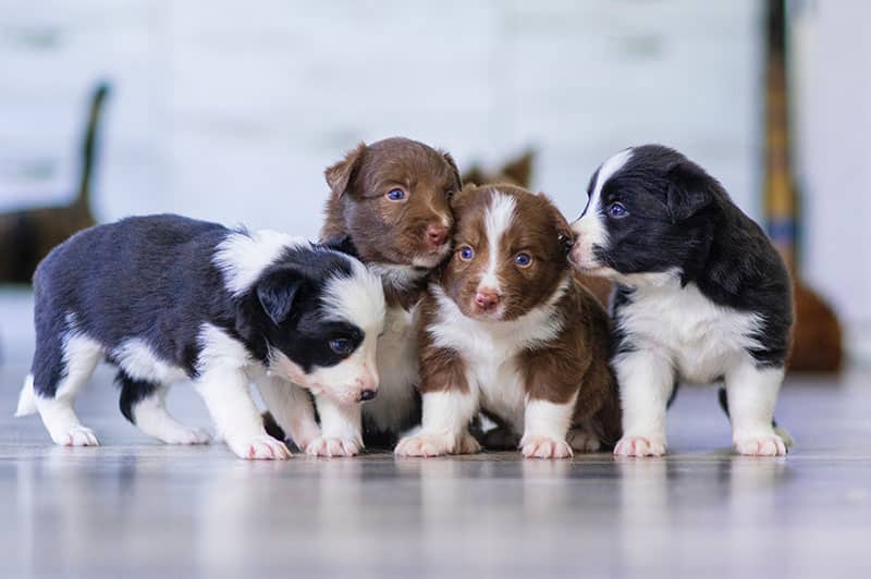 how to find a good breeder for dogs