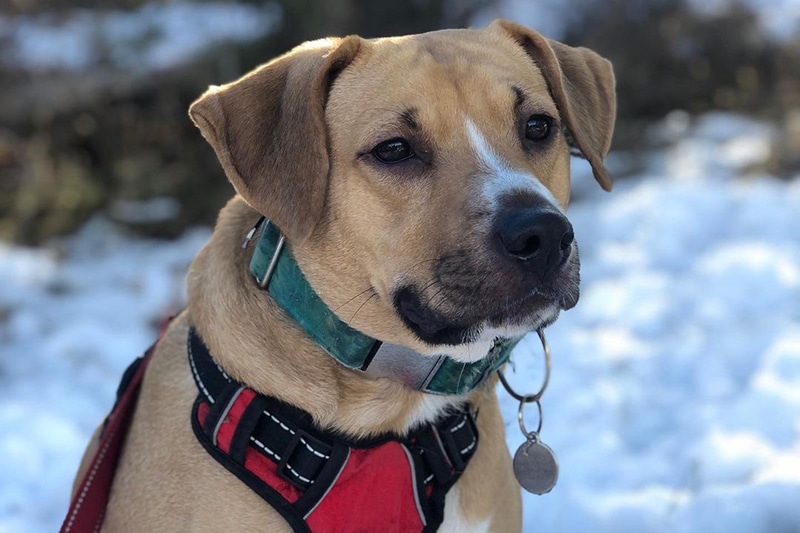 Black Mouth Cur Lab Mix: The Ultimate Guide