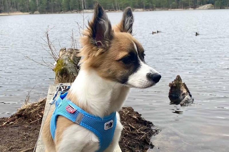 Border Collie Chihuahua Mix: The Ultimate Guide