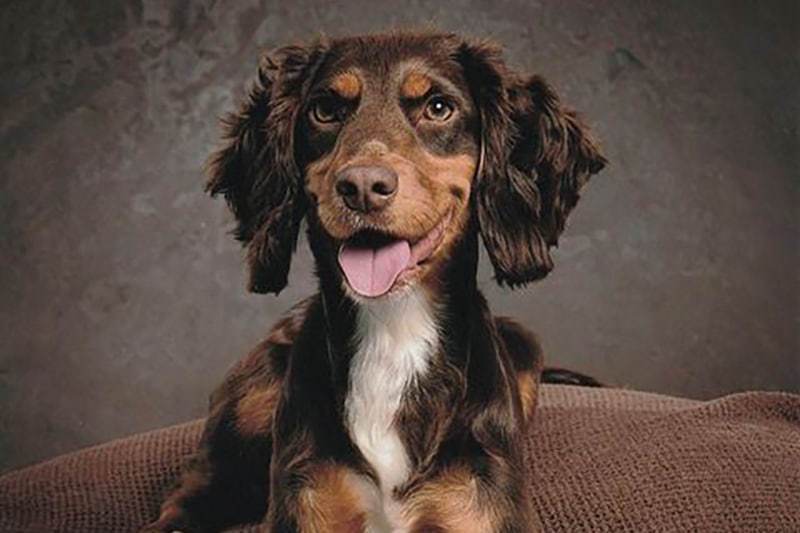 Cocker Spaniel Dachshund Mix: The Ultimate Guide