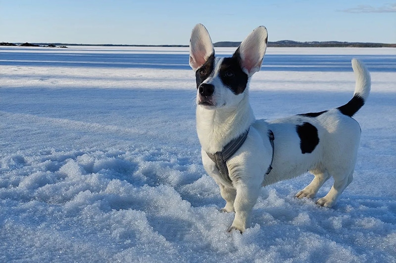 Corgi Jack Russell Mix: The Ultimate Guide