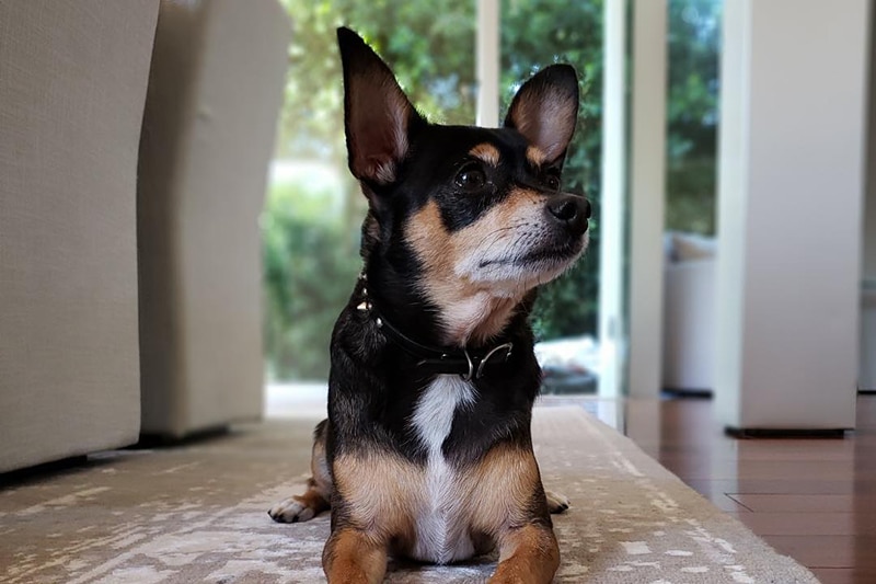 Doberman Chihuahua Mix: The Ultimate Guide