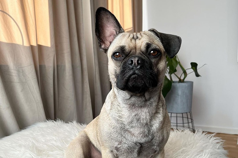 French Bulldog Pug Mix: The Ultimate Guide