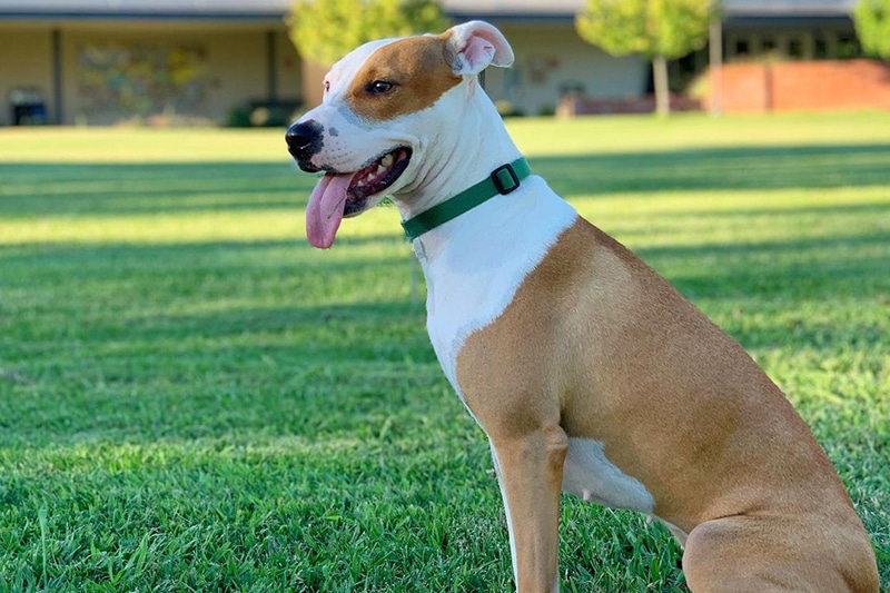 Greyhound Pitbull Mix: The Ultimate Guide